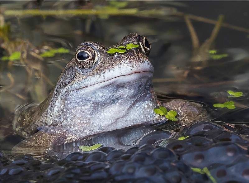 Frog Prince AE19.jpg - Frog Prince